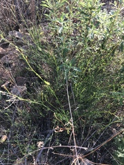 Crocanthemum aldersonii