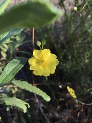 Crocanthemum aldersonii