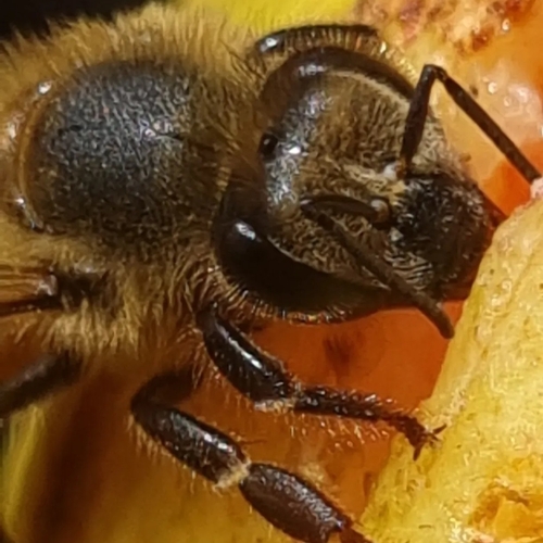 Western Honey Bee