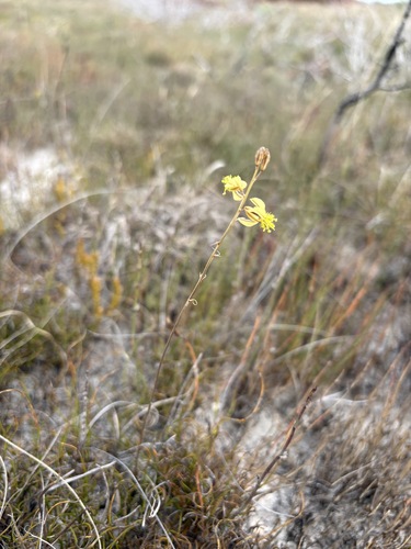 Leafless Kopieva (Bulbine favosa)