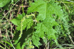 Girardinia diversifolia