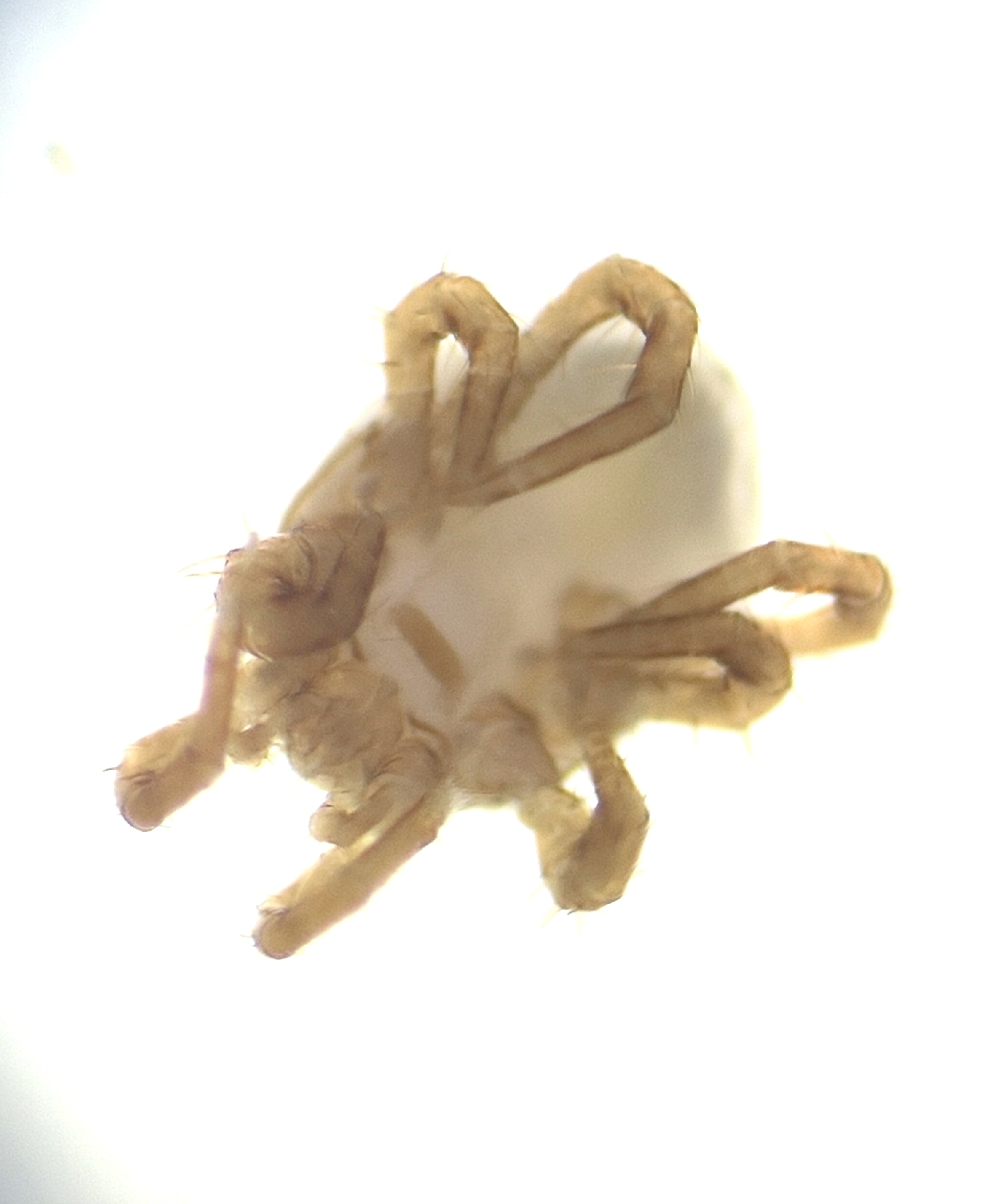 Poecilochirus necrophori Vitzthum, 1930