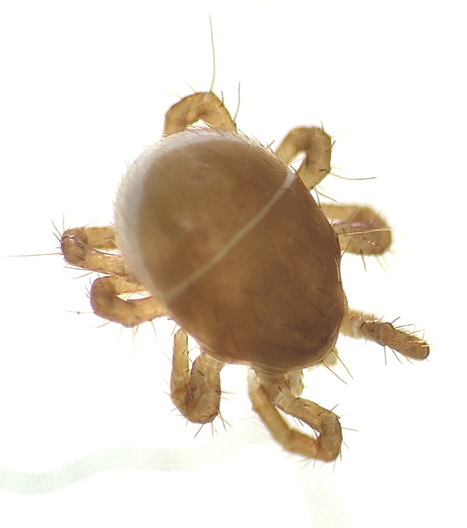 Poecilochirus necrophori Vitzthum, 1930