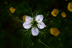 Nigella