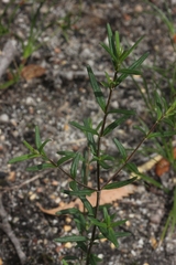 Prostanthera galbraithiae