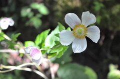 Eriocapitella vitifolia