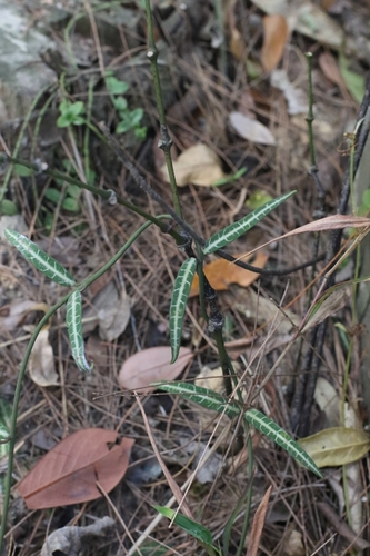 Gardneria multiflora (Gardneria multiflora)