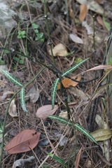 Gardneria multiflora, photograph author not stated, no rights reserved