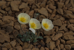 Papaver leucotrichum