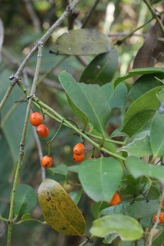 Gnetum parvifolium observed 2026-03-24