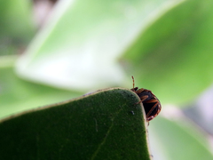 Coptosoma variegatum