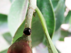 Coptosoma variegatum