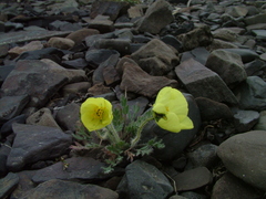 Papaver leucotrichum