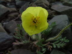 Papaver leucotrichum