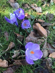 Crocus vernus