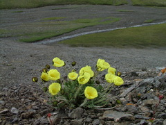 Papaver leucotrichum