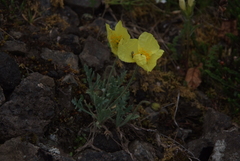 Papaver leucotrichum