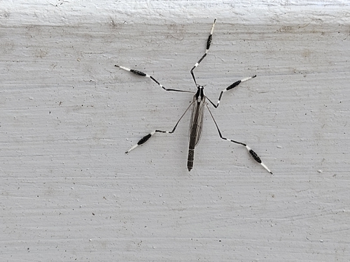 Unknown species found near Williamsburg, VA 23188, USA