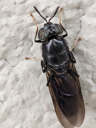 Unknown species found near South Pasadena, South Pasadena, CA 91030, USA