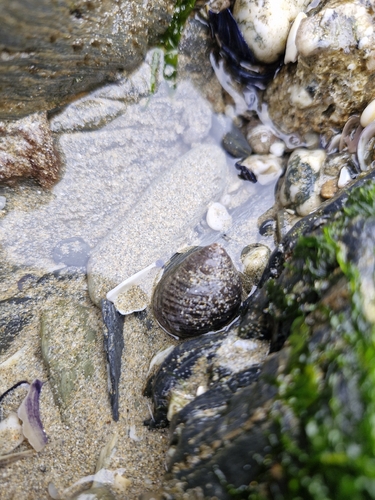 Littorina littorea
