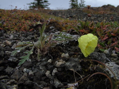 Papaver leucotrichum