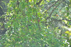 Schisandra chinensis