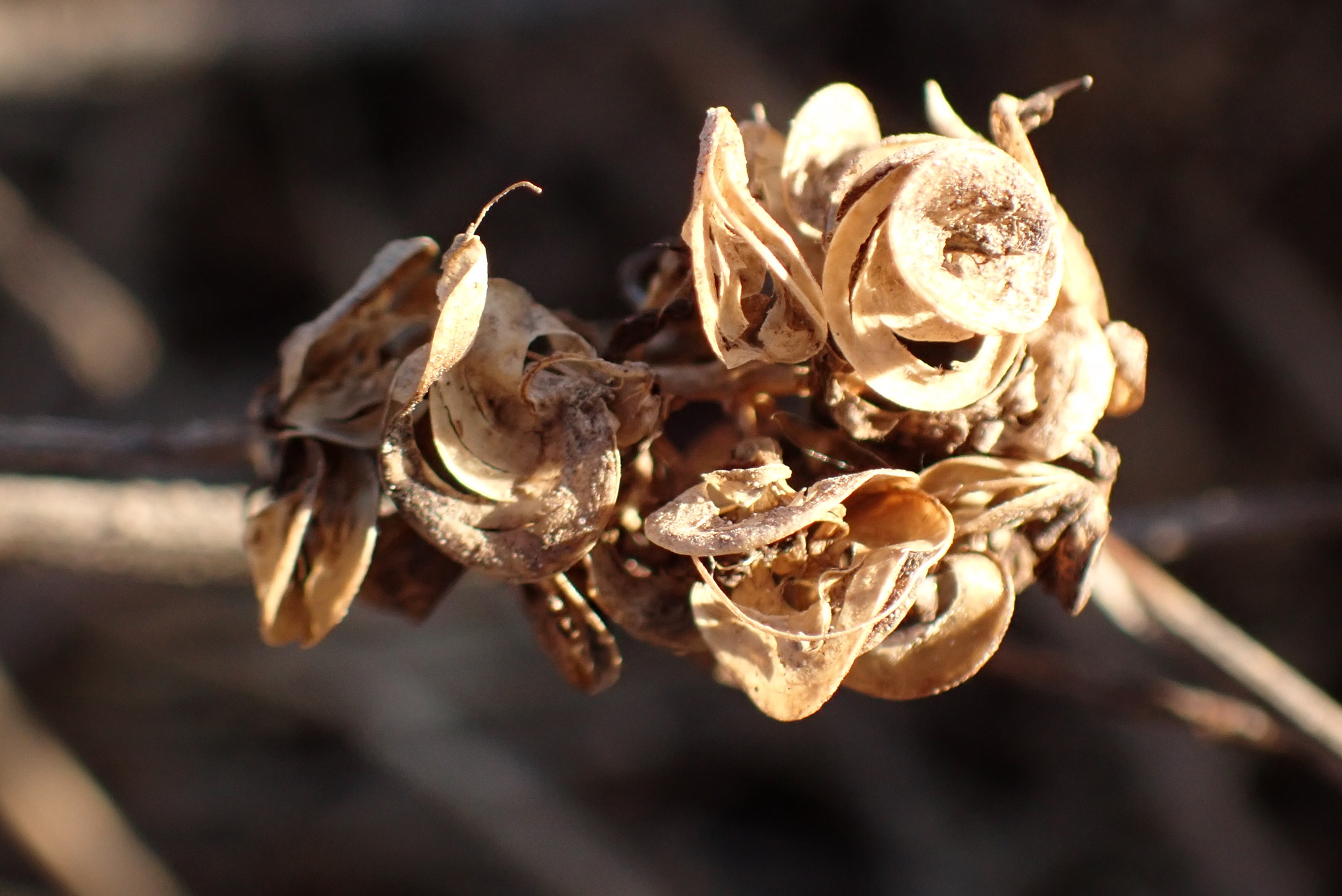 Sand lucerne