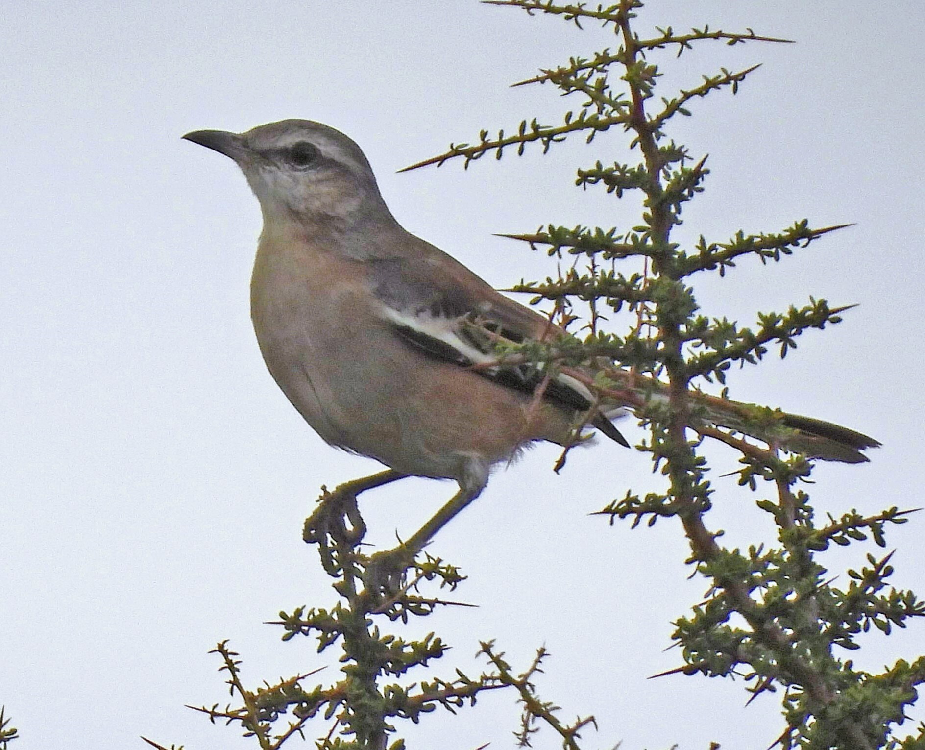White-banded Mockingbird (Mimus triurus), photo 4
