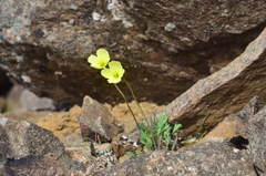 Papaver minutiflorum