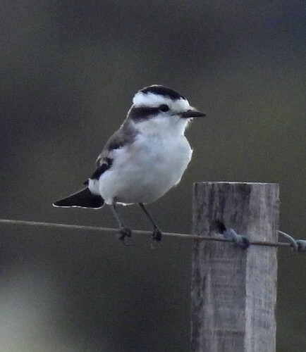 Black-crowned Monjita (Neoxolmis coronatus), photo 10