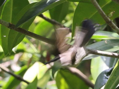 Copper-throated Sunbird (Leptocoma calcostetha), photo 2