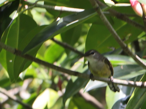 Copper-throated Sunbird (Leptocoma calcostetha)
