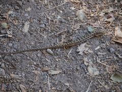 Elgaria multicarinata multicarinata