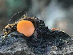 Cheilymenia stercorea