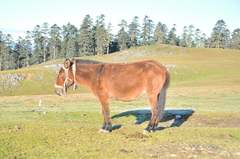 Equus asinus × caballus