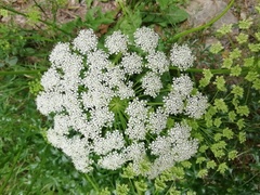 Laserpitium gallicum