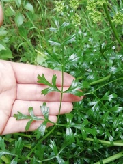 Laserpitium gallicum