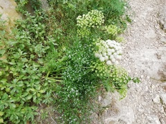 Laserpitium gallicum