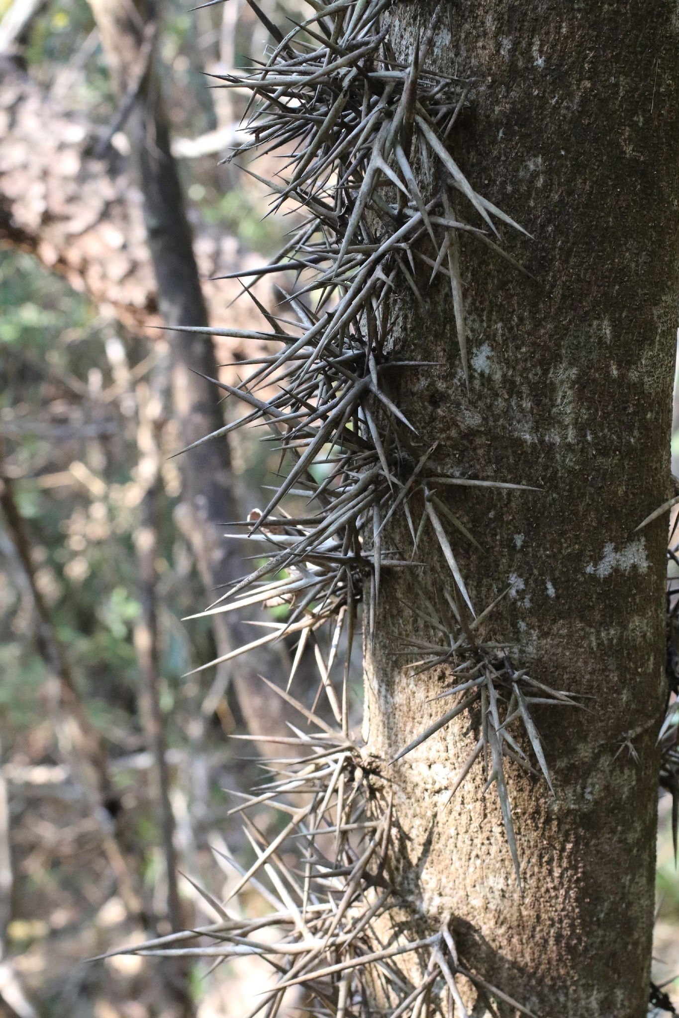 Gleditsia australis