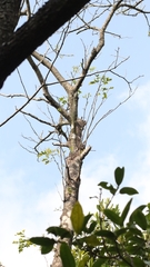 Gleditsia australis, photograph author not stated, no rights reserved