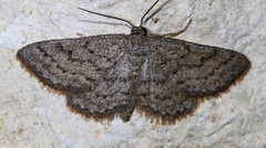 Lobocleta granitaria
