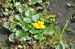 Caltha scaposa