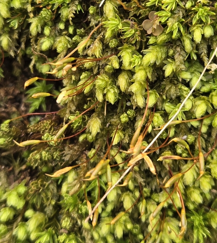 Goose Egg Moss (Aulacomnium heterostichum)