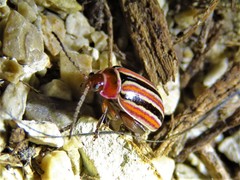 Kuschelina miniata