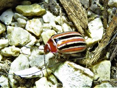 Kuschelina miniata