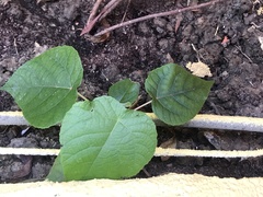 Broussonetia papyrifera