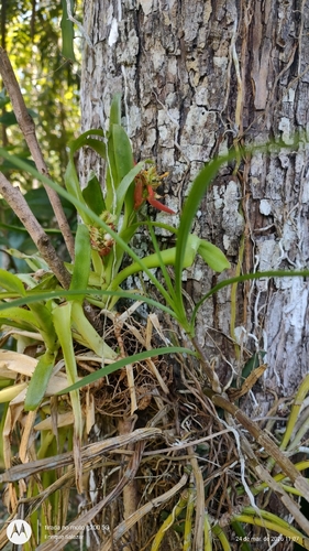 Aechmea mertensii