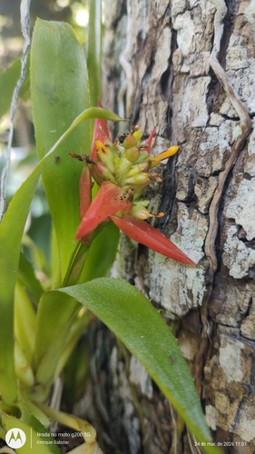 Aechmea mertensii, photograph 2