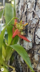 (c) Enrique Salazar, some rights reserved (CC BY) Aechmea mertensii, photograph (c) Enrique Salazar, some rights reserved (CC BY)