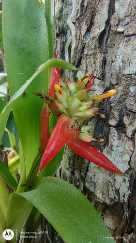 Aechmea mertensii, photograph 3